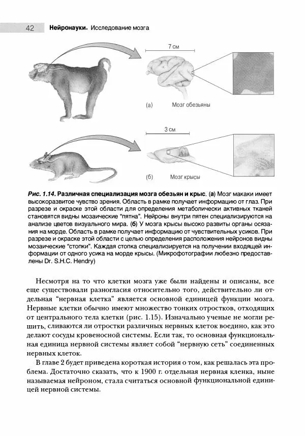 Марк Беар - Нейронауки. Исследование мозга. В 3-х томах. Том 1 - Страница № 43