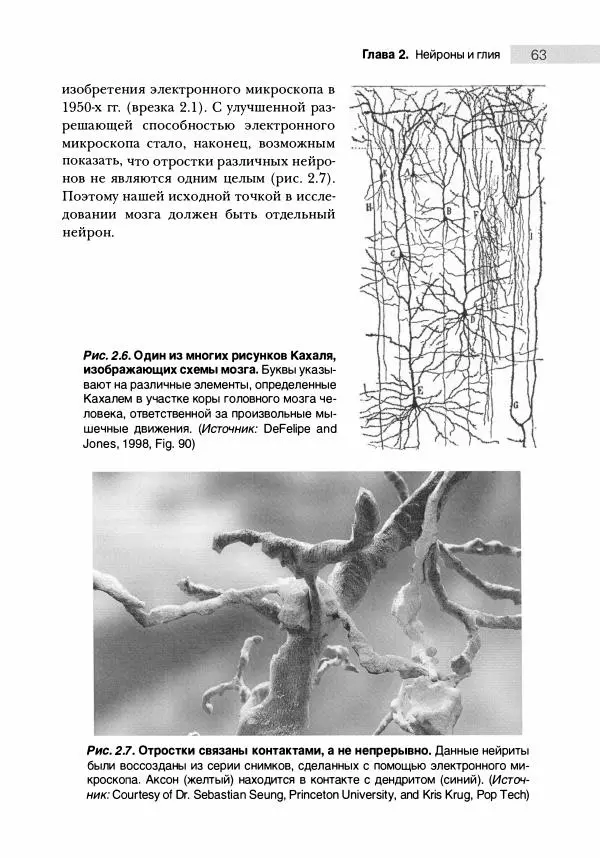 Марк Беар - Нейронауки. Исследование мозга. В 3-х томах. Том 1 - Страница № 64