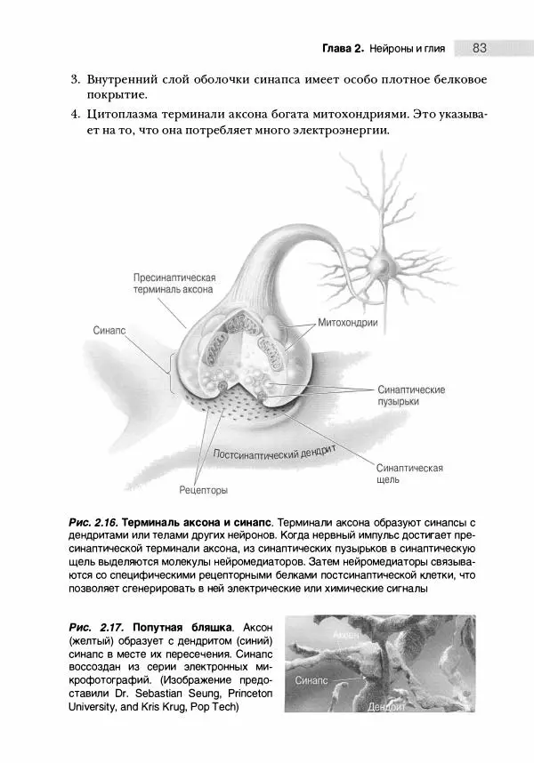 Марк Беар - Нейронауки. Исследование мозга. В 3-х томах. Том 1 - Страница № 84