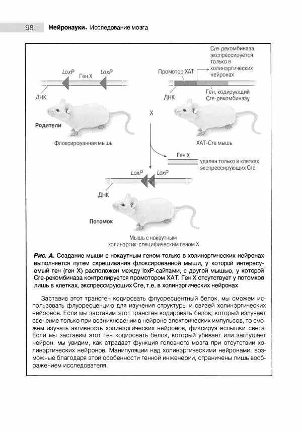 Марк Беар - Нейронауки. Исследование мозга. В 3-х томах. Том 1 - Страница № 99