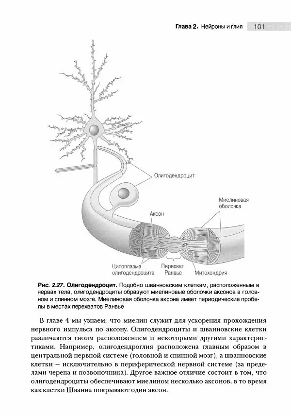 Марк Беар - Нейронауки. Исследование мозга. В 3-х томах. Том 1 - Страница № 102