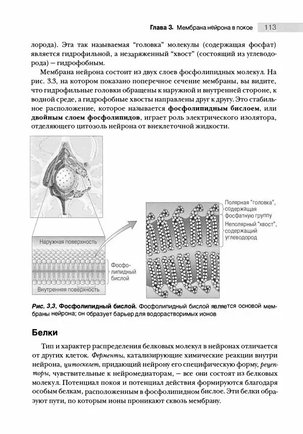 Марк Беар - Нейронауки. Исследование мозга. В 3-х томах. Том 1 - Страница № 114