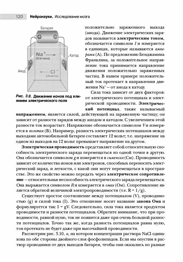 Марк Беар - Нейронауки. Исследование мозга. В 3-х томах. Том 1 - Страница № 121