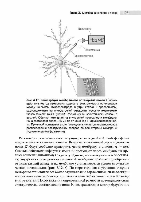 Марк Беар - Нейронауки. Исследование мозга. В 3-х томах. Том 1 - Страница № 124