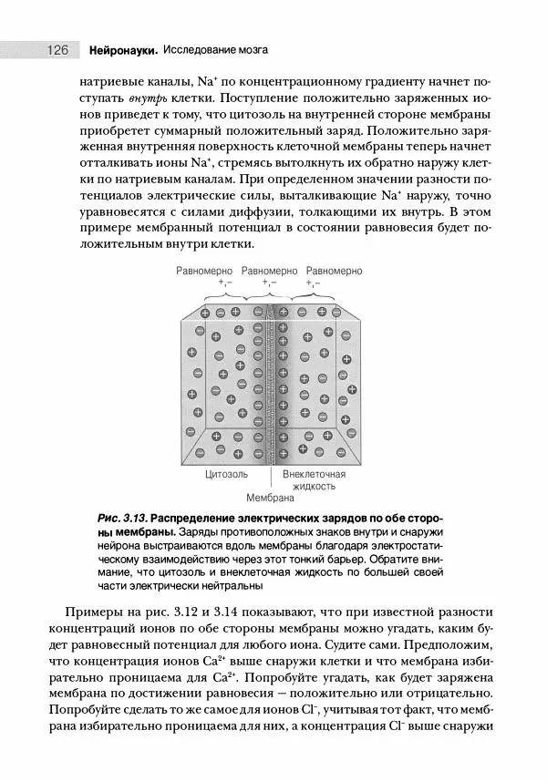 Марк Беар - Нейронауки. Исследование мозга. В 3-х томах. Том 1 - Страница № 127