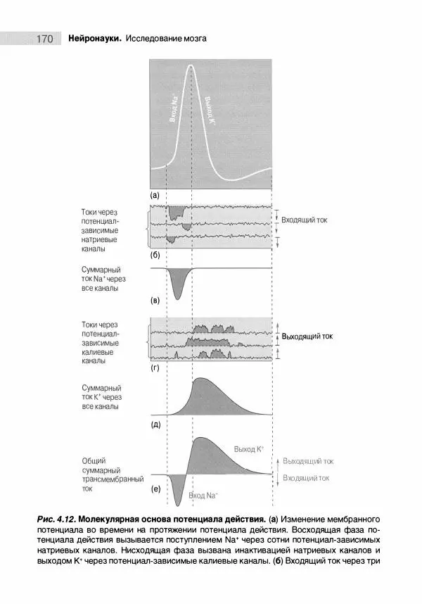 Марк Беар - Нейронауки. Исследование мозга. В 3-х томах. Том 1 - Страница № 171