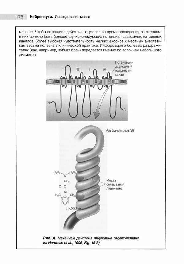 Марк Беар - Нейронауки. Исследование мозга. В 3-х томах. Том 1 - Страница № 177