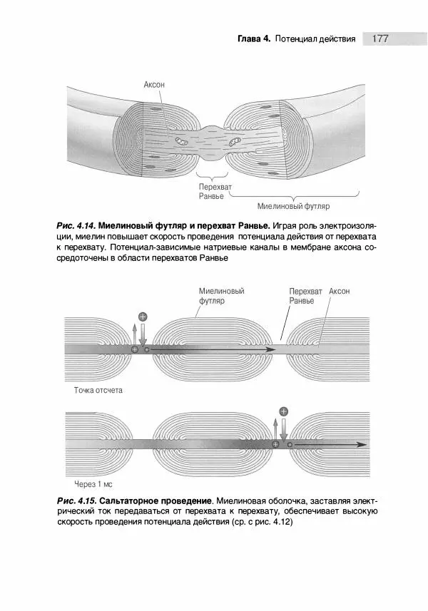 Марк Беар - Нейронауки. Исследование мозга. В 3-х томах. Том 1 - Страница № 178