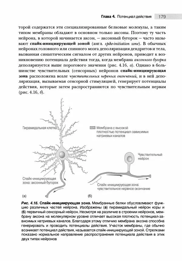 Марк Беар - Нейронауки. Исследование мозга. В 3-х томах. Том 1 - Страница № 180