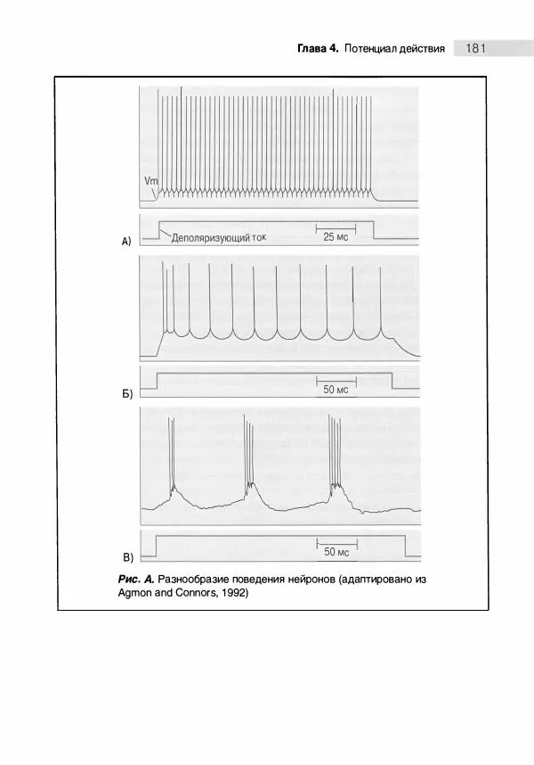 Марк Беар - Нейронауки. Исследование мозга. В 3-х томах. Том 1 - Страница № 182