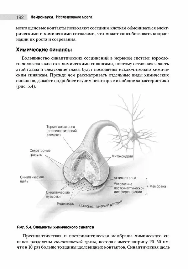 Марк Беар - Нейронауки. Исследование мозга. В 3-х томах. Том 1 - Страница № 193