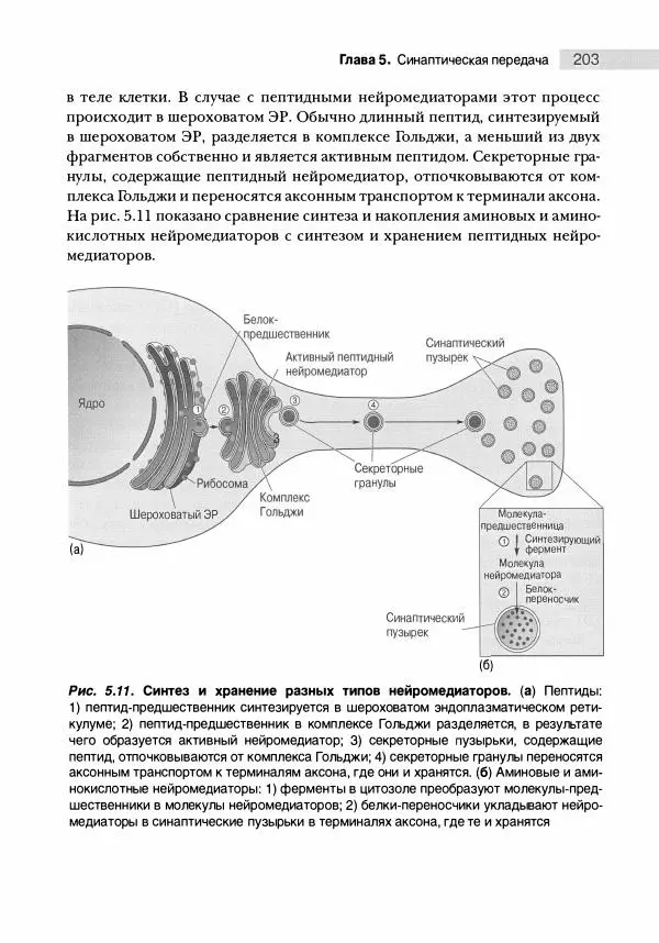 Марк Беар - Нейронауки. Исследование мозга. В 3-х томах. Том 1 - Страница № 204