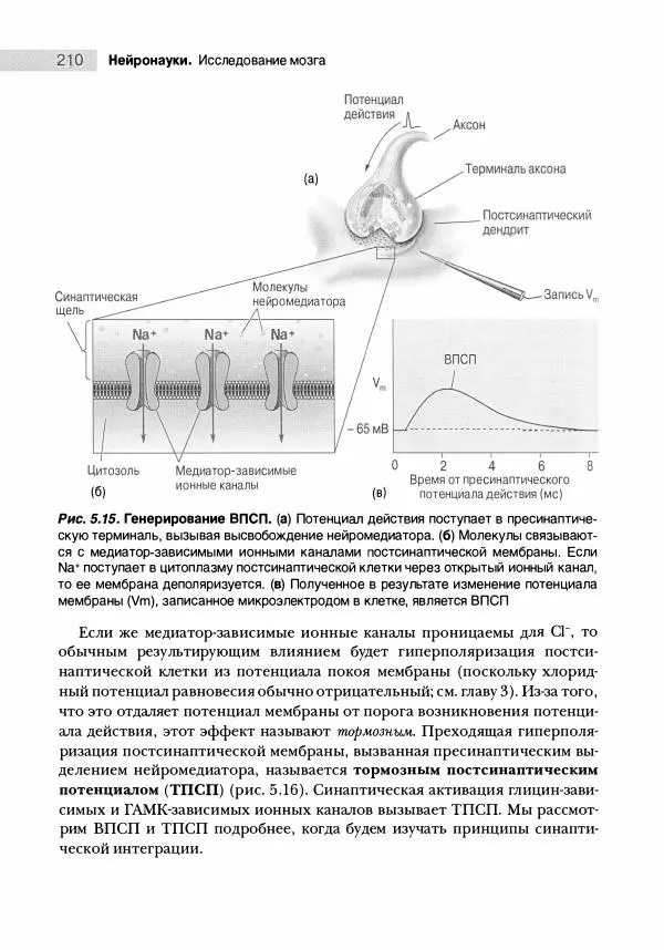 Марк Беар - Нейронауки. Исследование мозга. В 3-х томах. Том 1 - Страница № 211