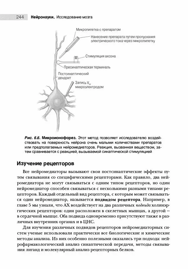 Марк Беар - Нейронауки. Исследование мозга. В 3-х томах. Том 1 - Страница № 245
