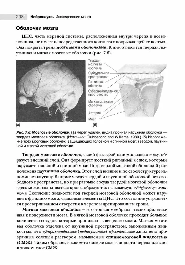 Марк Беар - Нейронауки. Исследование мозга. В 3-х томах. Том 1 - Страница № 299