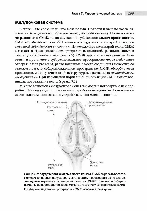 Марк Беар - Нейронауки. Исследование мозга. В 3-х томах. Том 1 - Страница № 300