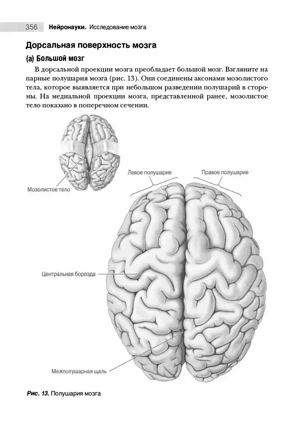 Марк Беар - Нейронауки. Исследование мозга. В 3-х томах. Том 1 - Страница № 357