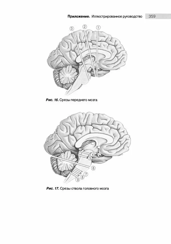 Марк Беар - Нейронауки. Исследование мозга. В 3-х томах. Том 1 - Страница № 360
