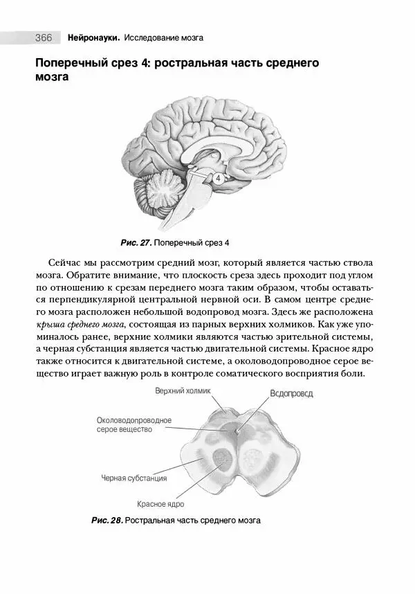 Марк Беар - Нейронауки. Исследование мозга. В 3-х томах. Том 1 - Страница № 367