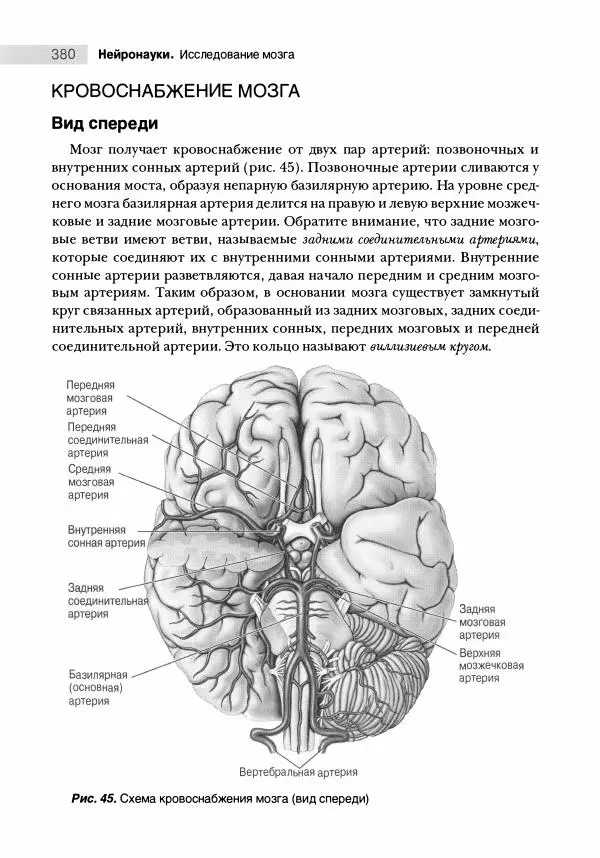 Марк Беар - Нейронауки. Исследование мозга. В 3-х томах. Том 1 - Страница № 381