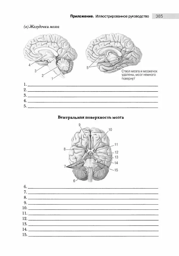 Марк Беар - Нейронауки. Исследование мозга. В 3-х томах. Том 1 - Страница № 386