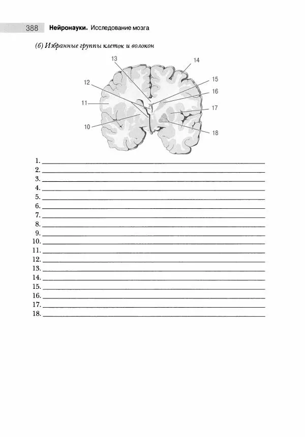 Марк Беар - Нейронауки. Исследование мозга. В 3-х томах. Том 1 - Страница № 389