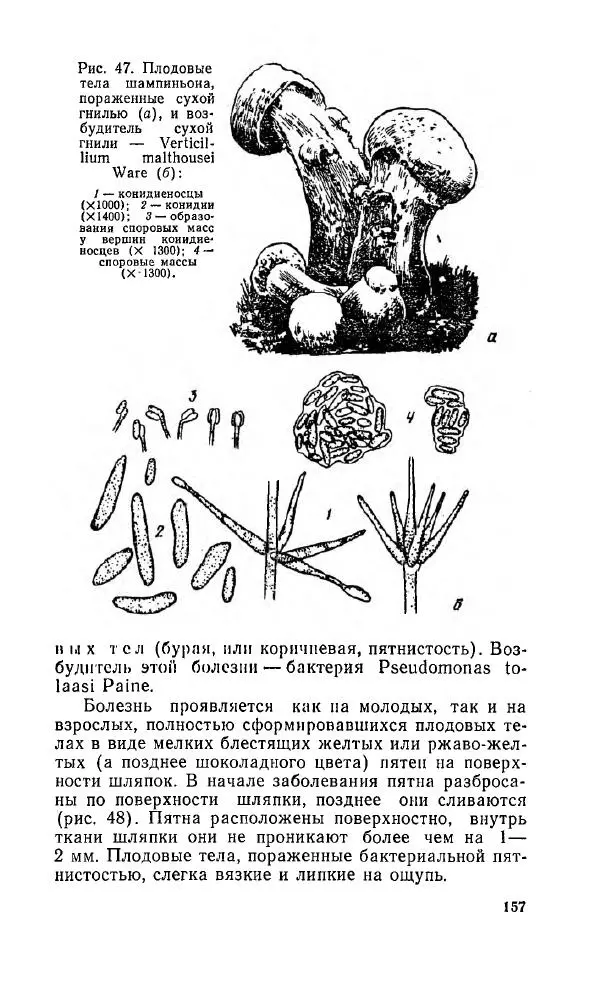 Л. Девочкин - Шампиньоны - Страница № 157