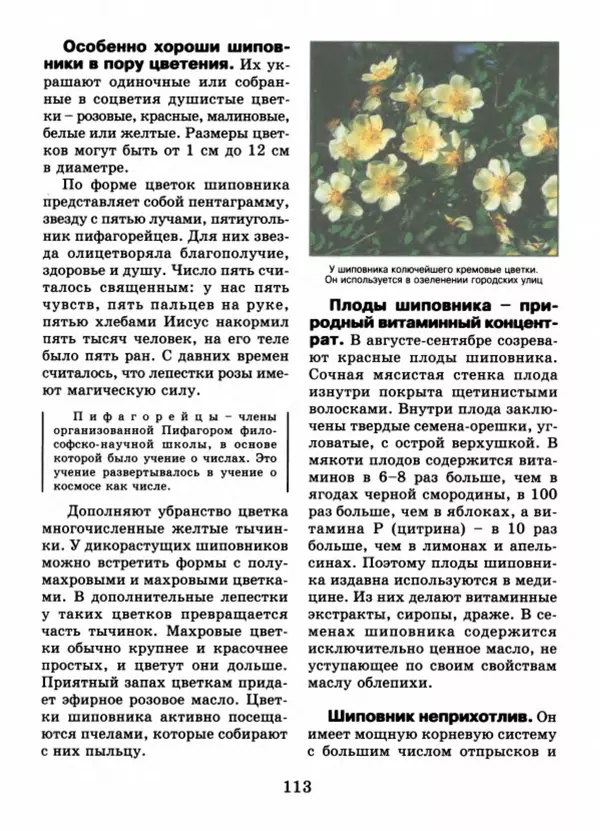 Валентина Верещагина - Растения Прикамья - Страница № 115