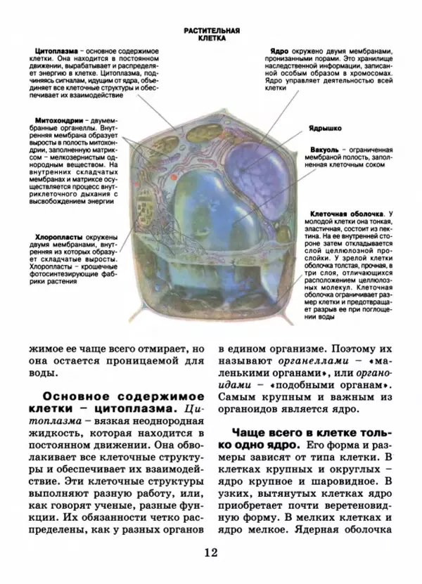 Валентина Верещагина - Растения Прикамья - Страница № 14