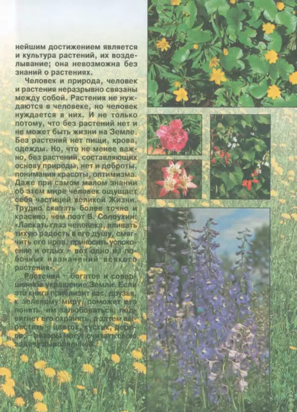 Валентина Верещагина - Растения Прикамья - Страница № 151