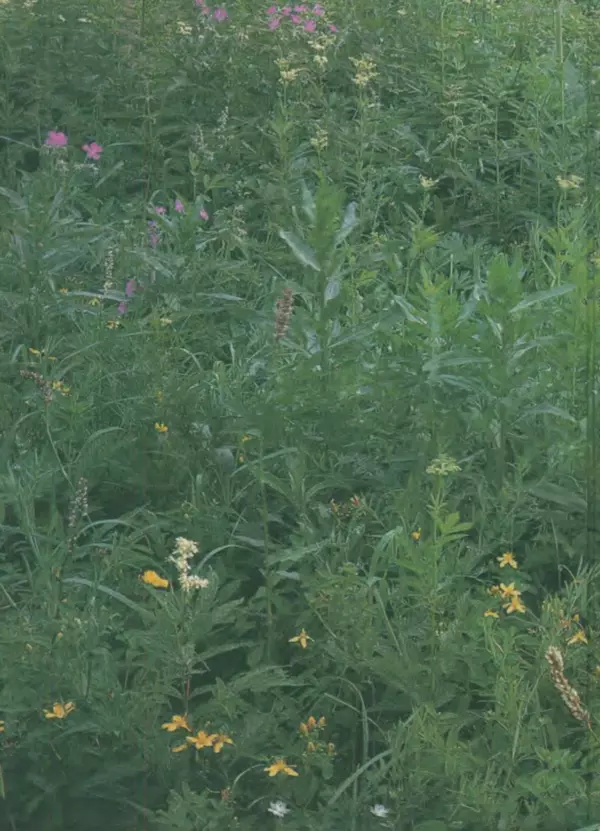 Валентина Верещагина - Растения Прикамья - Страница № 180