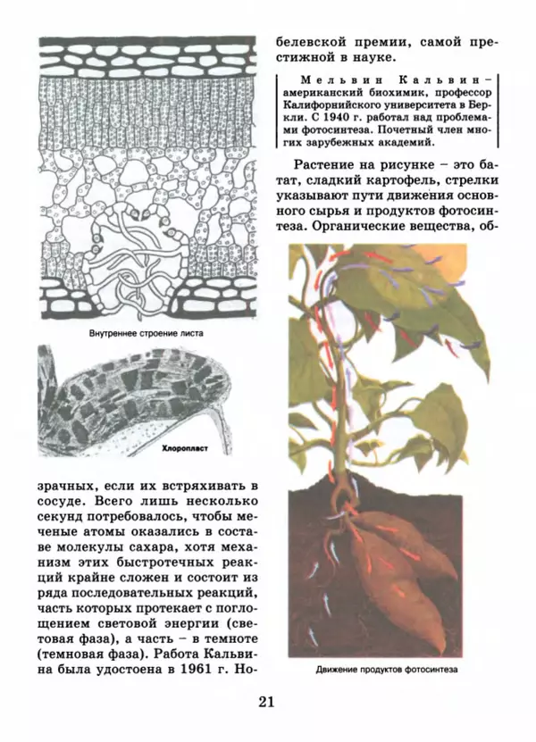 Валентина Верещагина - Растения Прикамья - Страница № 23
