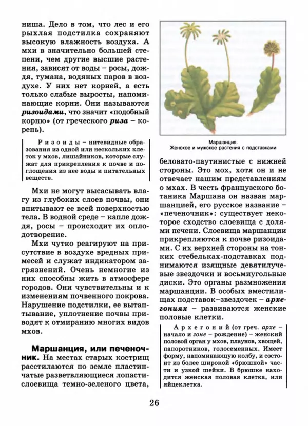 Валентина Верещагина - Растения Прикамья - Страница № 28
