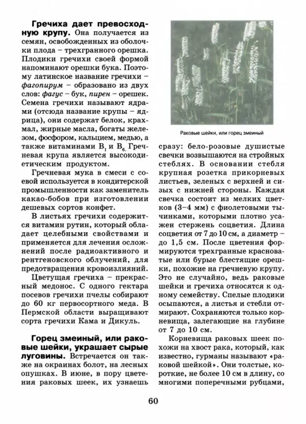 Валентина Верещагина - Растения Прикамья - Страница № 62