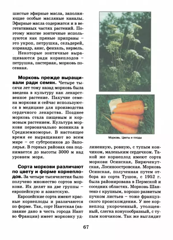 Валентина Верещагина - Растения Прикамья - Страница № 69