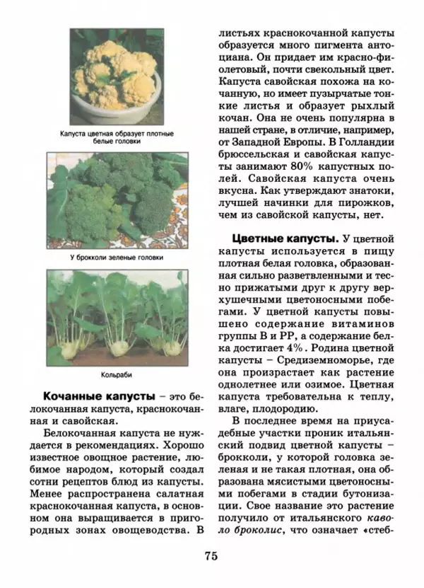 Валентина Верещагина - Растения Прикамья - Страница № 77