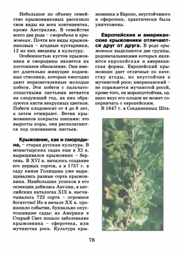 Валентина Верещагина - Растения Прикамья - Страница № 80