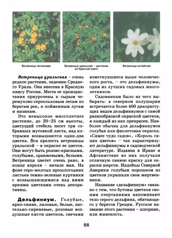 Валентина Верещагина - Растения Прикамья - Страница № 90