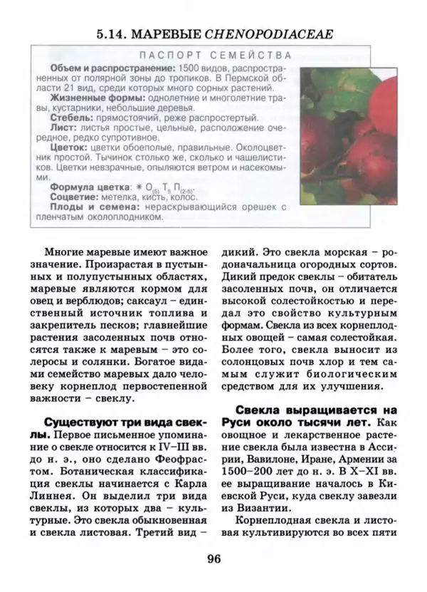 Валентина Верещагина - Растения Прикамья - Страница № 98