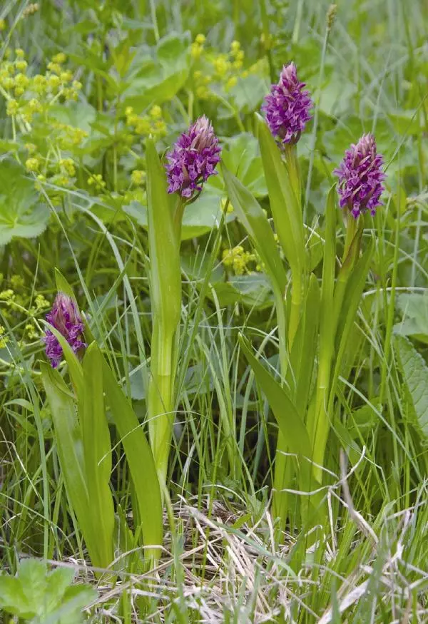 Александр Фатерига - Орхидеи Крымского полуострова - Страница № 5