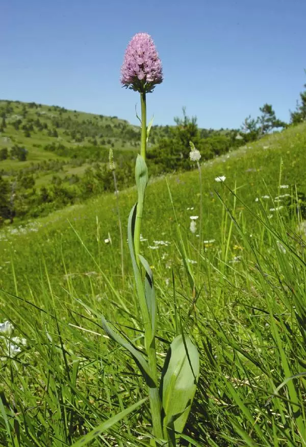 Александр Фатерига - Орхидеи Крымского полуострова - Страница № 9