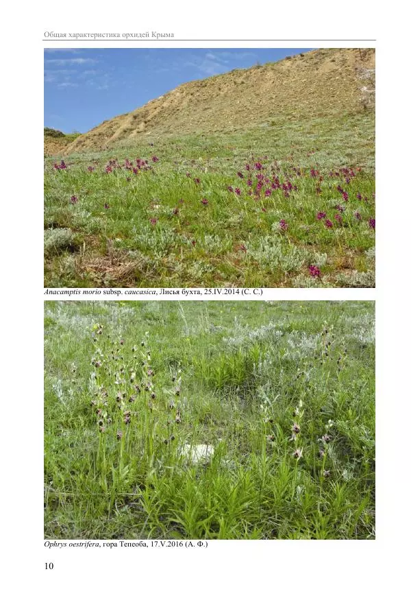 Александр Фатерига - Орхидеи Крымского полуострова - Страница № 11