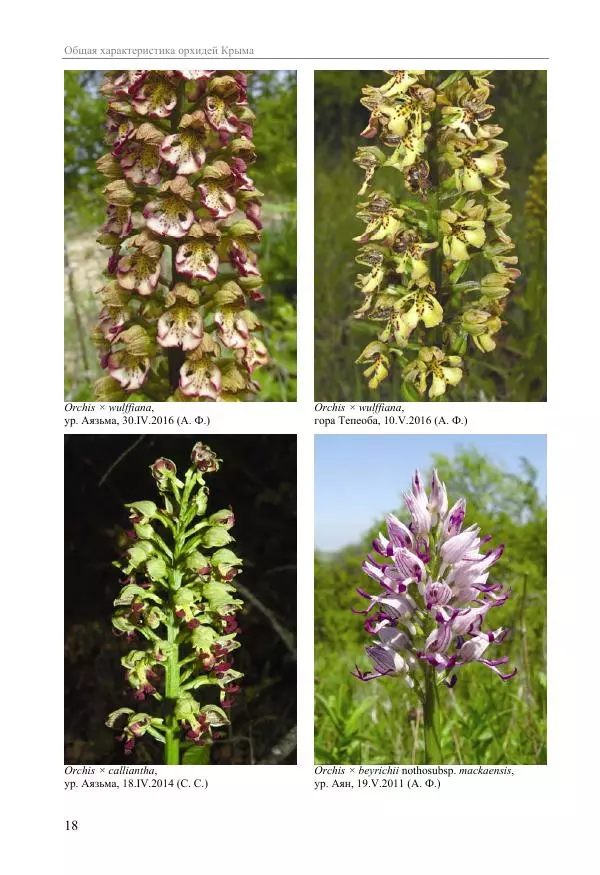 Александр Фатерига - Орхидеи Крымского полуострова - Страница № 19