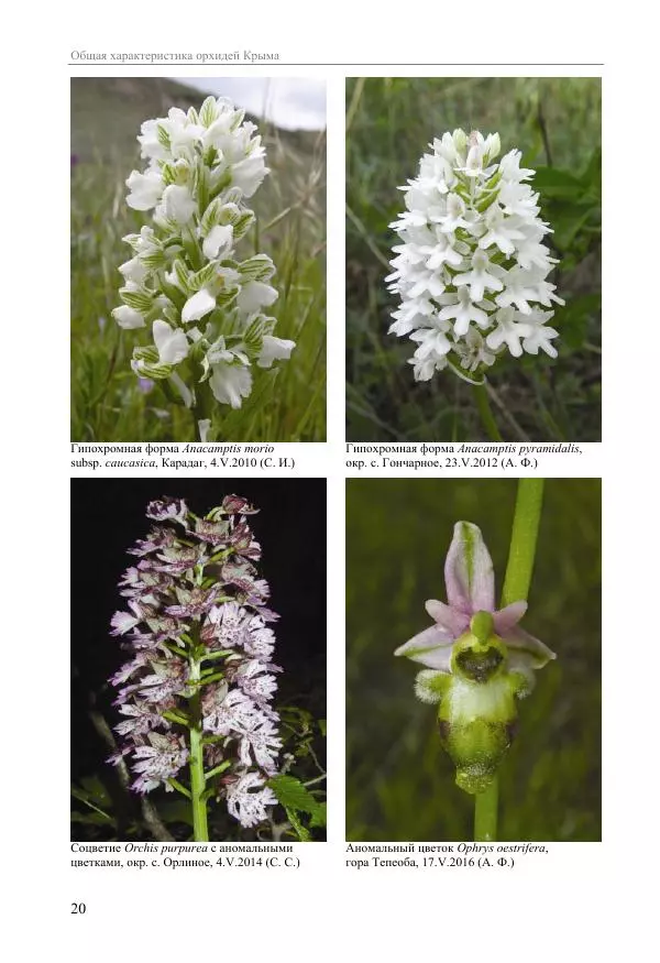 Александр Фатерига - Орхидеи Крымского полуострова - Страница № 21