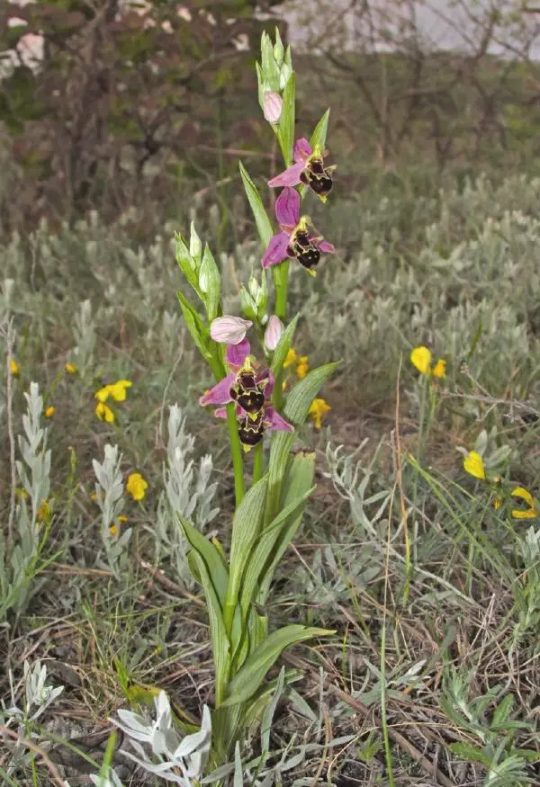 Александр Фатерига - Орхидеи Крымского полуострова - Страница № 23