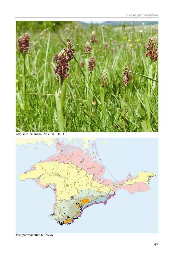 Александр Фатерига - Орхидеи Крымского полуострова - Страница № 48