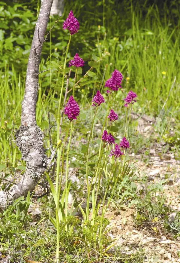 Александр Фатерига - Орхидеи Крымского полуострова - Страница № 57