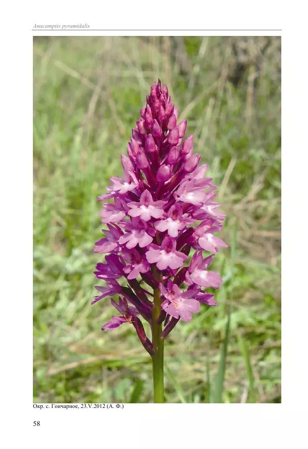 Александр Фатерига - Орхидеи Крымского полуострова - Страница № 59