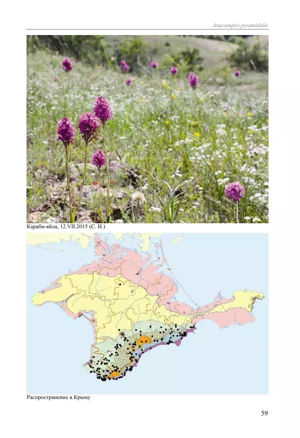Александр Фатерига - Орхидеи Крымского полуострова - Страница № 60