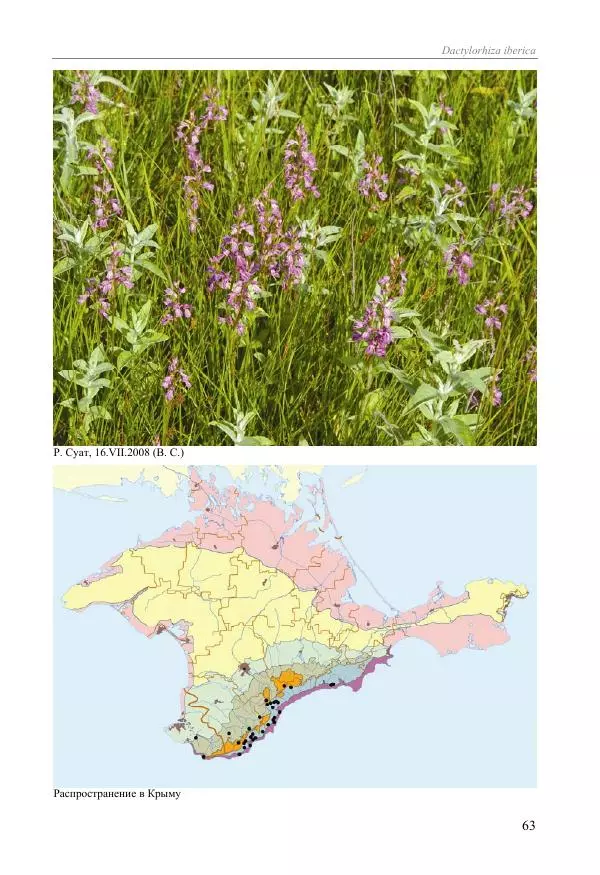 Александр Фатерига - Орхидеи Крымского полуострова - Страница № 64